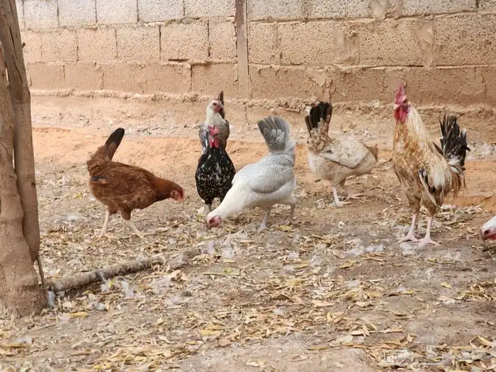دجاج بياض بشقراء 3