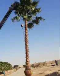 نحل واشنطن 2