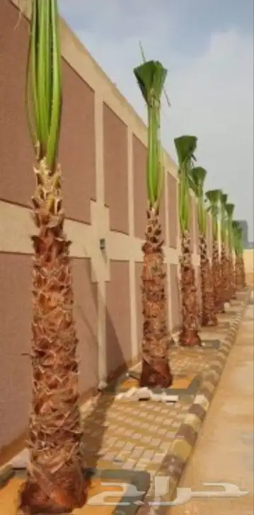 نحل واشنطن 5