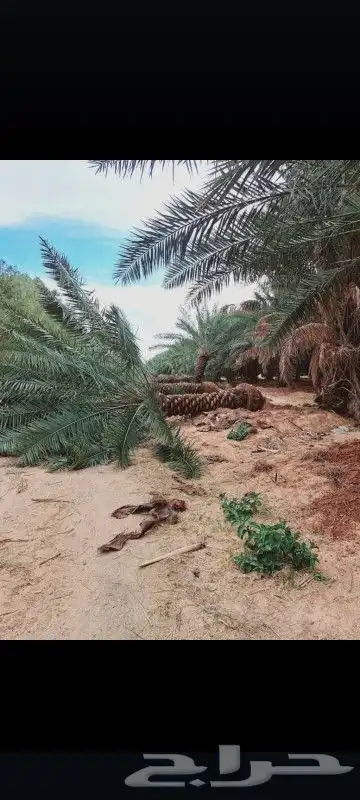 نخل نقايل خلاص وصقعي درجه اولا 0