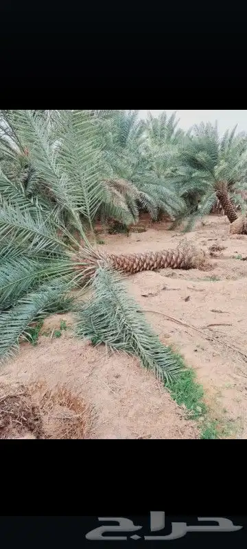نخل نقايل خلاص وصقعي درجه اولا 4