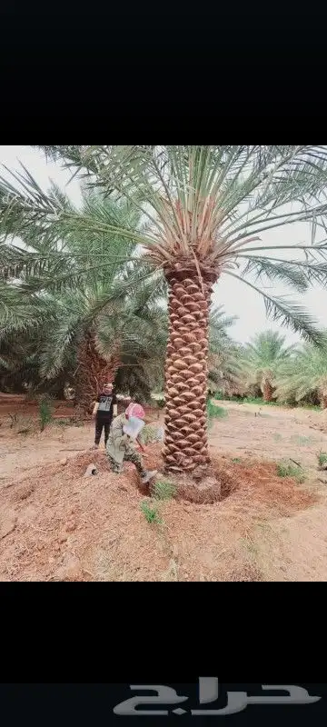 نخل نقايل خلاص وصقعي درجه اولا 3