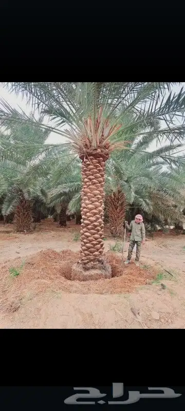 نخل نقايل خلاص وصقعي درجه اولا 2
