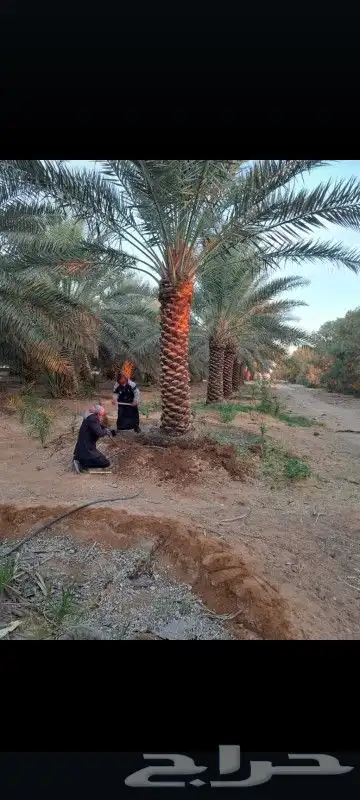 نخل نقايل خلاص وصقعي درجه اولا 1