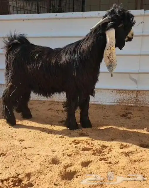 جذع عارضي خصصصم 0