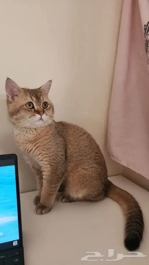ذكر سكوتش قولد للتزاوج 0