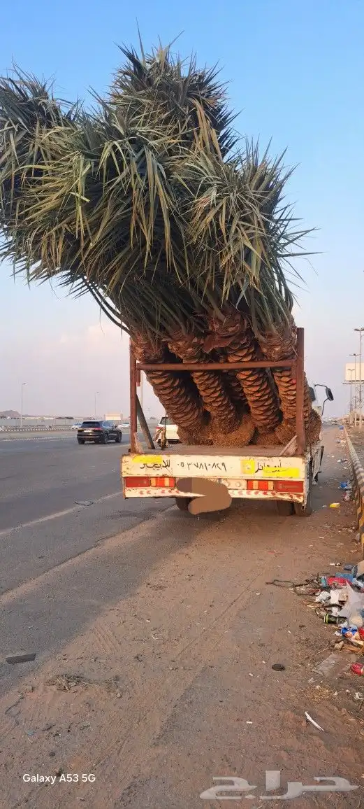 نخل للبيع جده مكه المكرمه الطايف 3