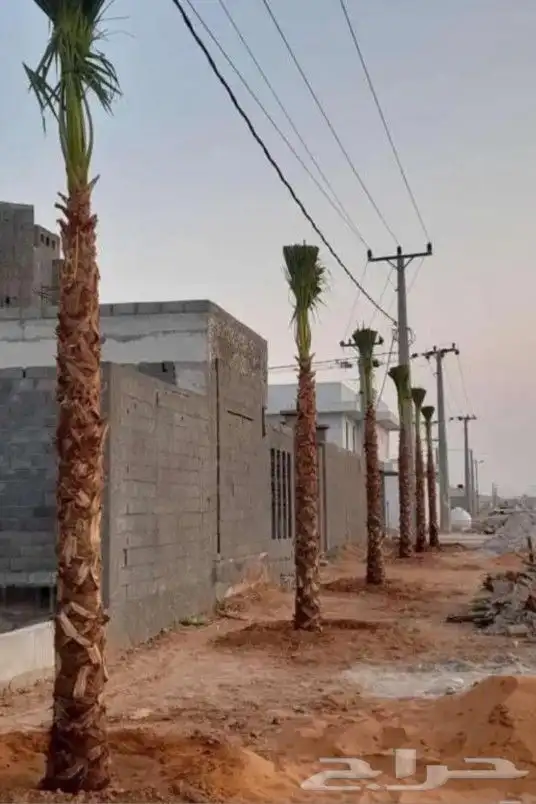 نحل واشنطن 6