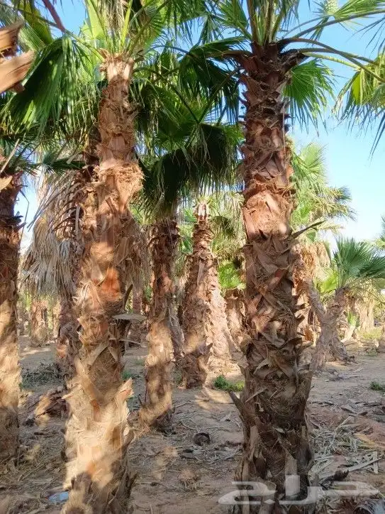نخيل مثمر ونخيل زينه 0