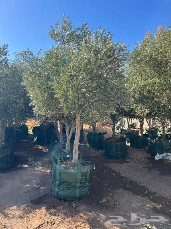 زيتون مثمر نيبالي 3