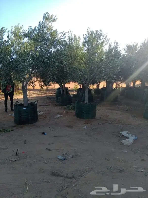 زيتون مثمر نيبالي 1