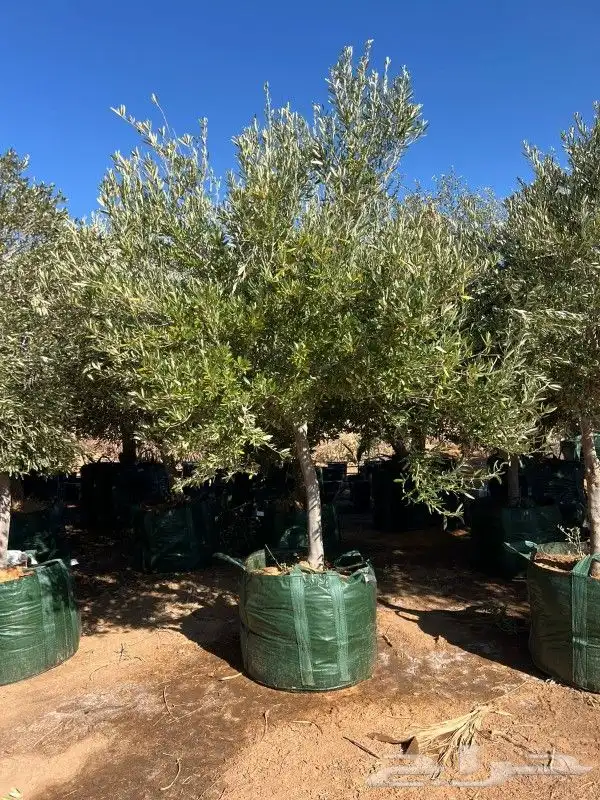 زيتون مثمر نيبالي 0