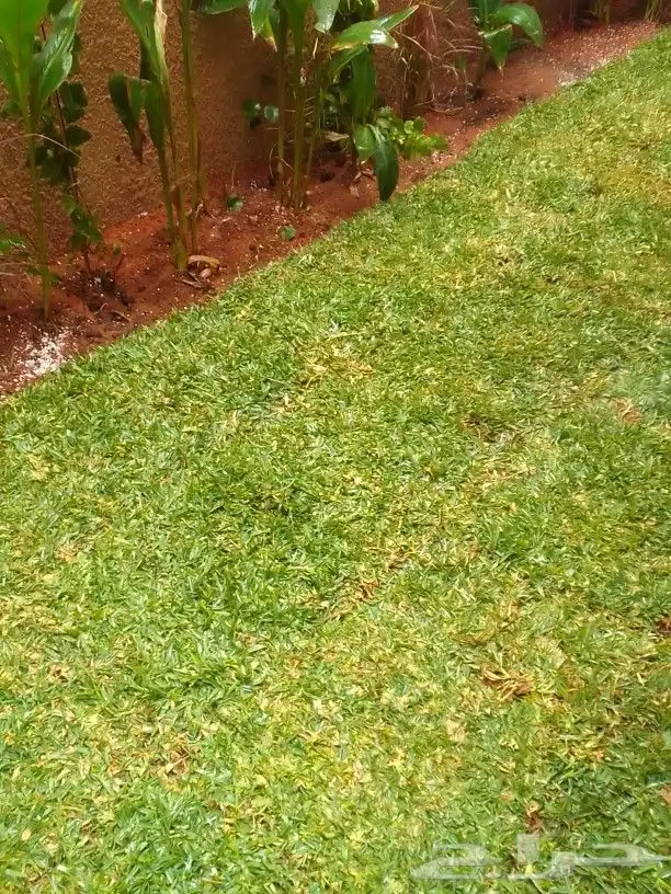 تنسيق حدائق وزراعه التيل وتركيب شبكة الري 0