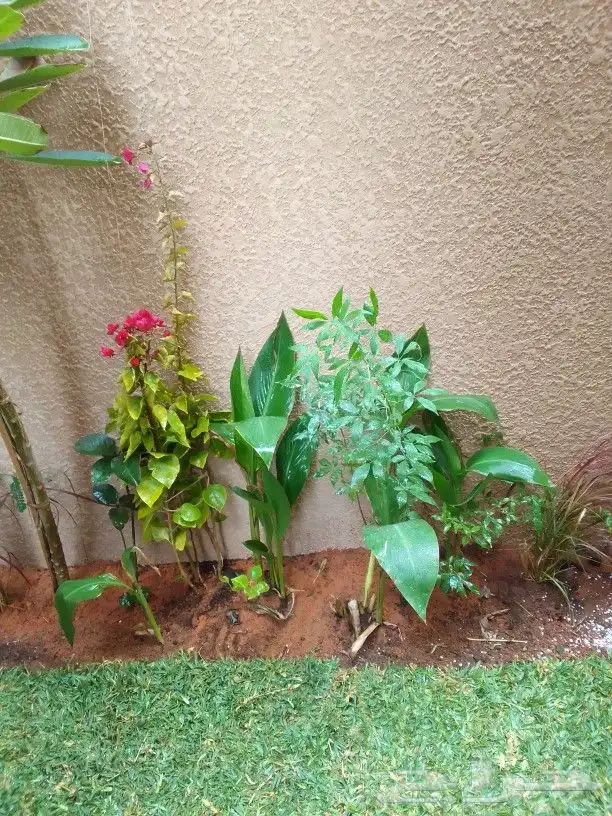 تنسيق حدائق وزراعه التيل وتركيب شبكة الري 4