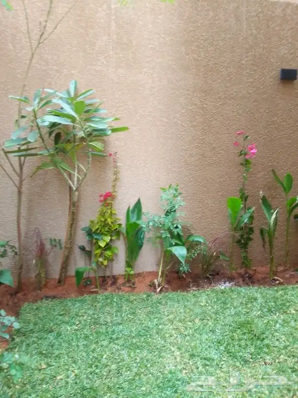 تنسيق حدائق وزراعه التيل وتركيب شبكة الري 5