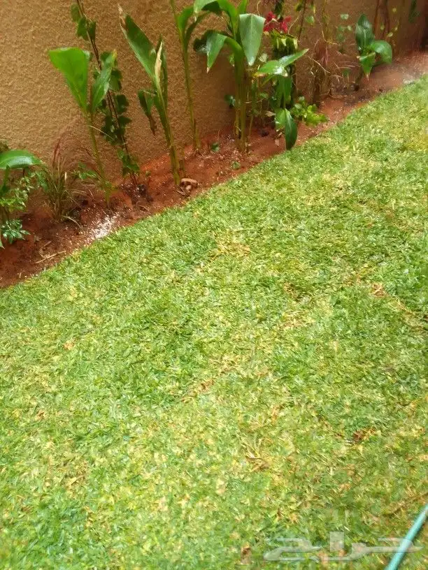 تنسيق حدائق وزراعه التيل وتركيب شبكة الري 2