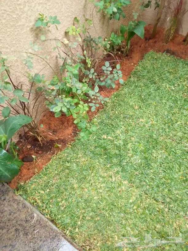 تنسيق حدائق وزراعه التيل وتركيب شبكة الري 1