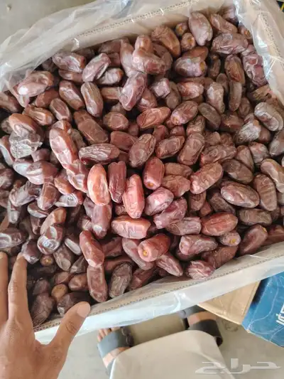 تمر خضري كميه كبيره 3