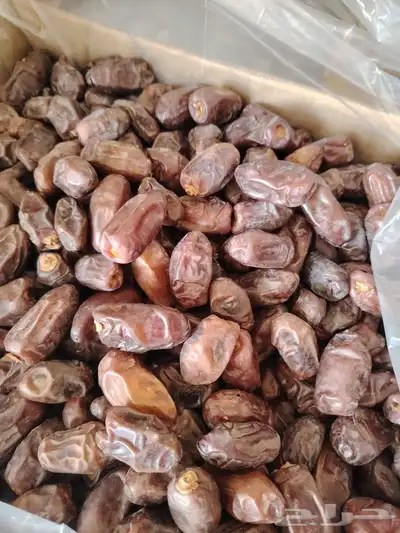 تمر خضري كميه كبيره 1
