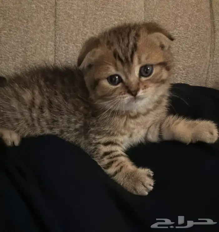 ((قط سكوتش فولد قولد للتزاوج))) 3