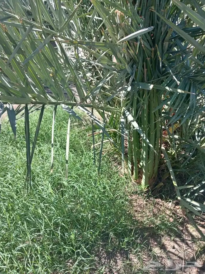 يوجد لدينا نخل البيع عربي وواشنطن نحنا لقلع ولغرس وتكريب وتن 3