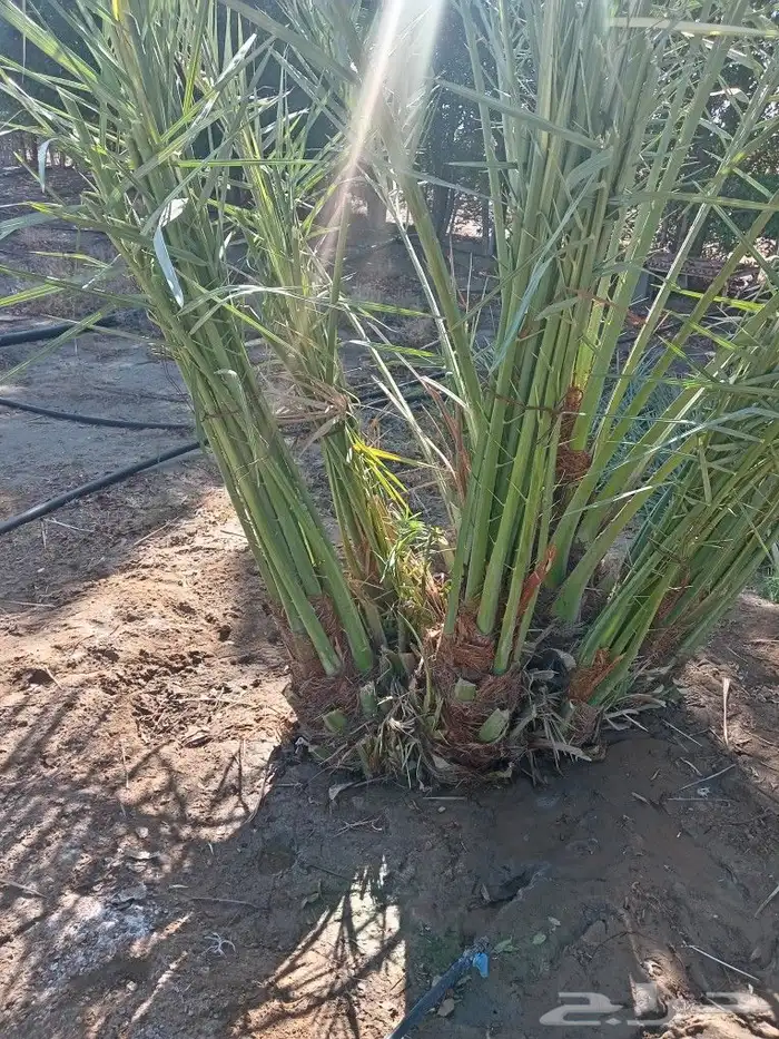 يوجد لدينا نخل البيع عربي وواشنطن نحنا لقلع ولغرس وتكريب وتن 6