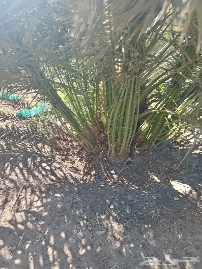 يوجد لدينا نخل البيع عربي وواشنطن نحنا لقلع ولغرس وتكريب وتن 4