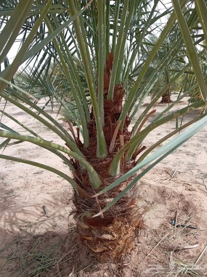 يوجد لدينا نخل البيع عربي وواشنطن نحنا لقلع ولغرس وتكريب وتن 9