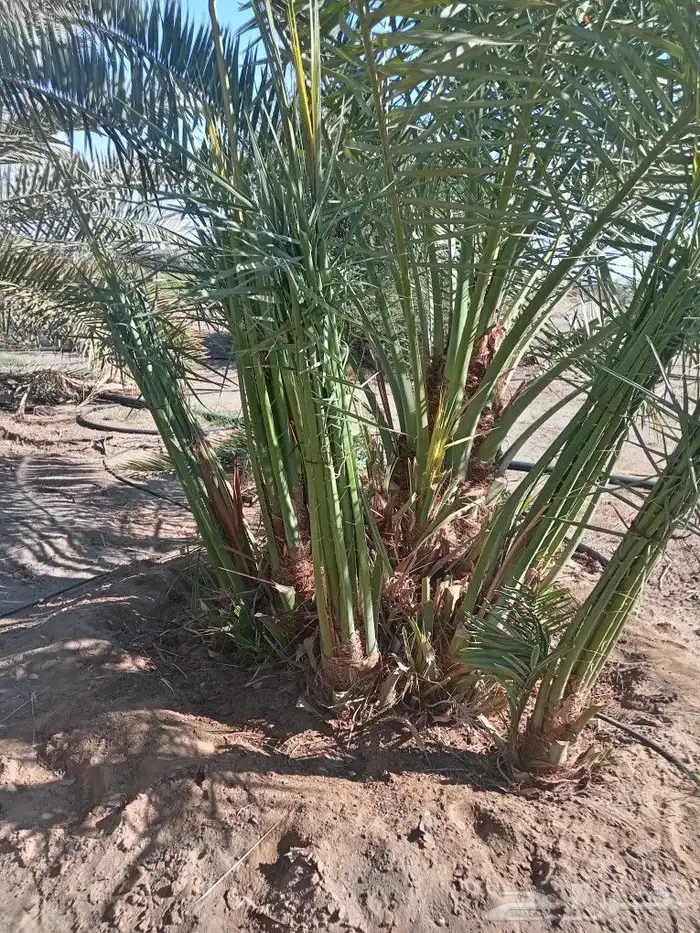 يوجد لدينا نخل البيع عربي وواشنطن نحنا لقلع ولغرس وتكريب وتن 2