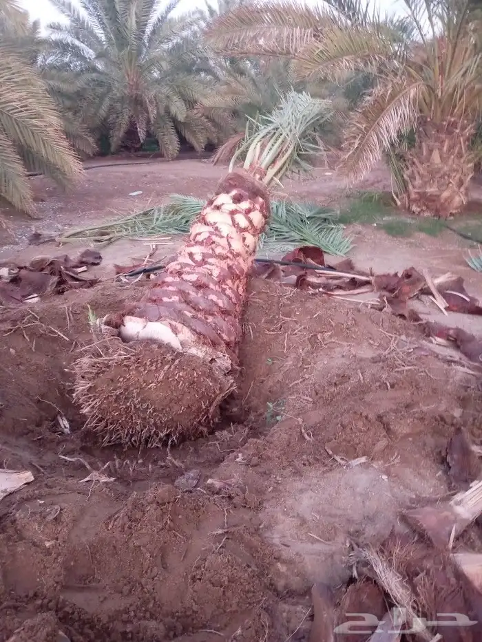 يوجد لدينا نخل البيع عربي وواشنطن نحنا لقلع ولغرس وتكريب وتن 5