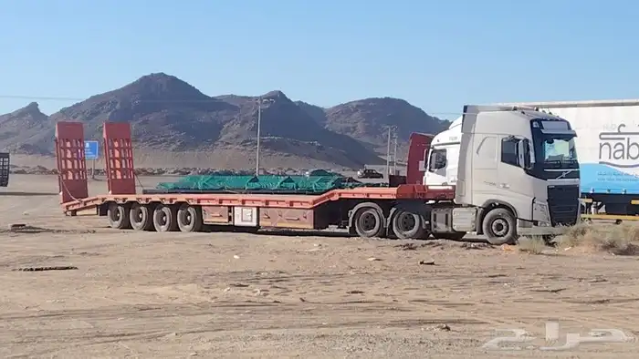 لوبد موجود في عيون الجواء القصيم 0
