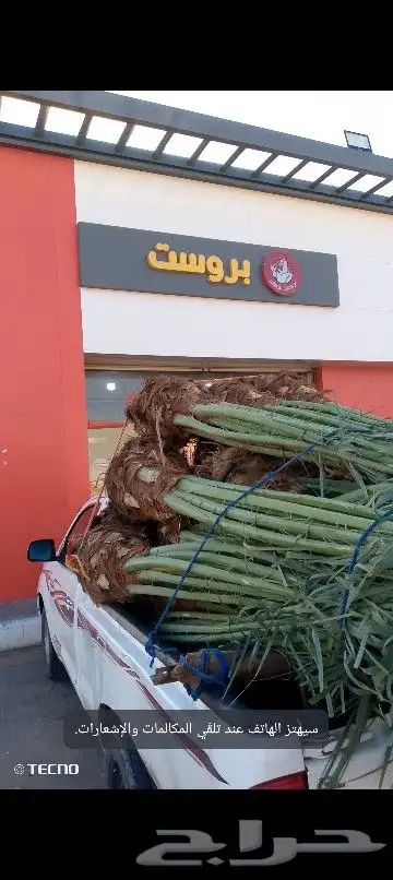 نخل للبيع مكه جده 3