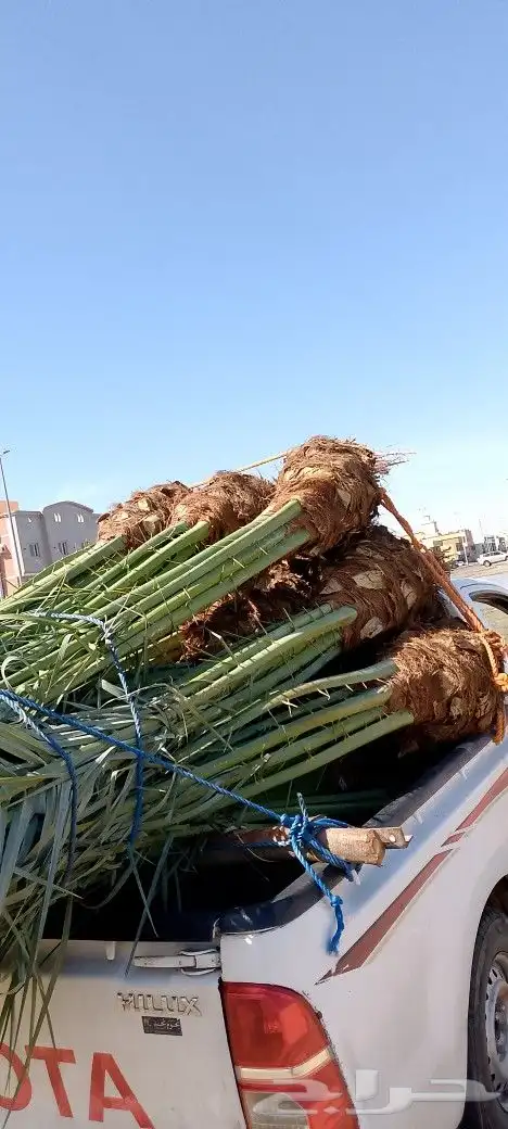 نخل للبيع مكه جده 0