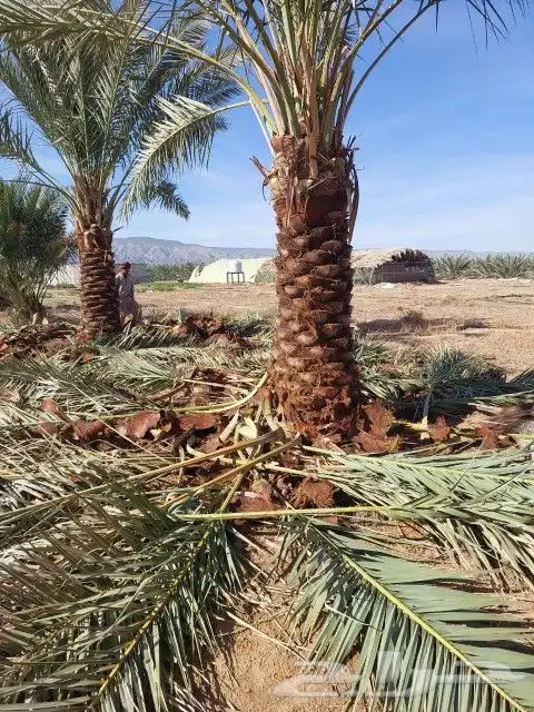 شبوك ونخل 6