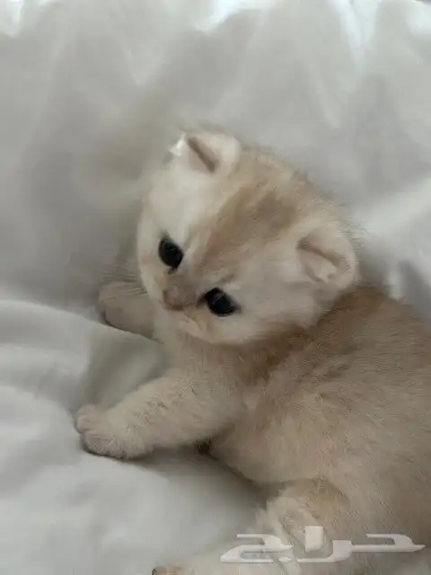 ((( قط سكوتش فولد قولد للتزاوج ) 9