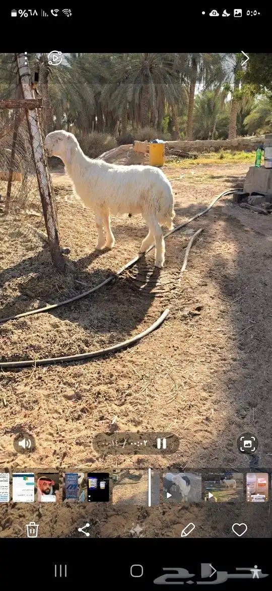 طلي نجدي ابيض 0