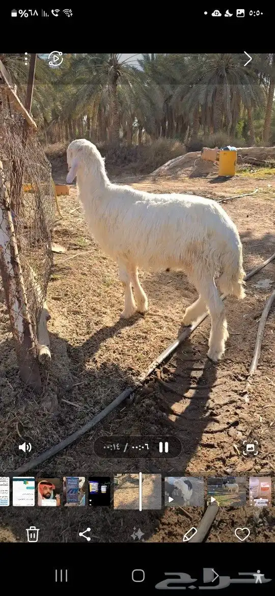 طلي نجدي ابيض 1