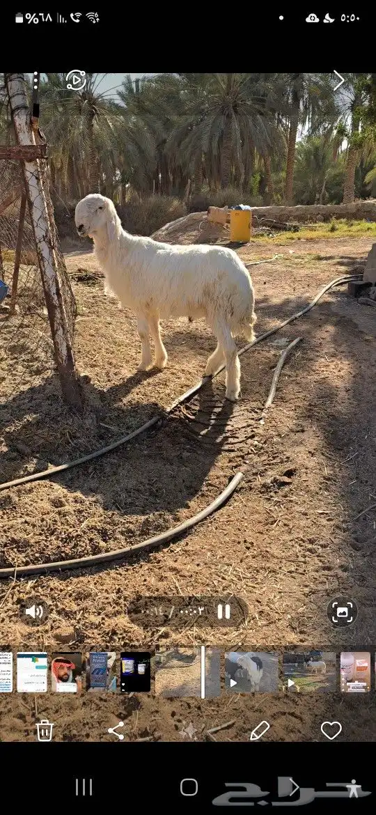 طلي نجدي ابيض 2