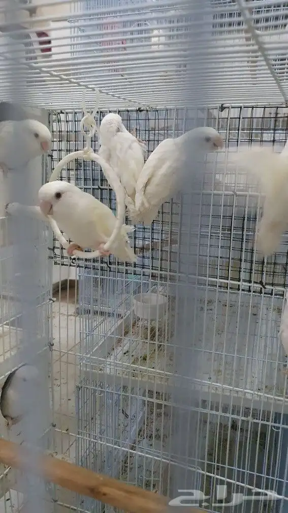 طيور بينو روز ببغاء فروخ انتاج 3