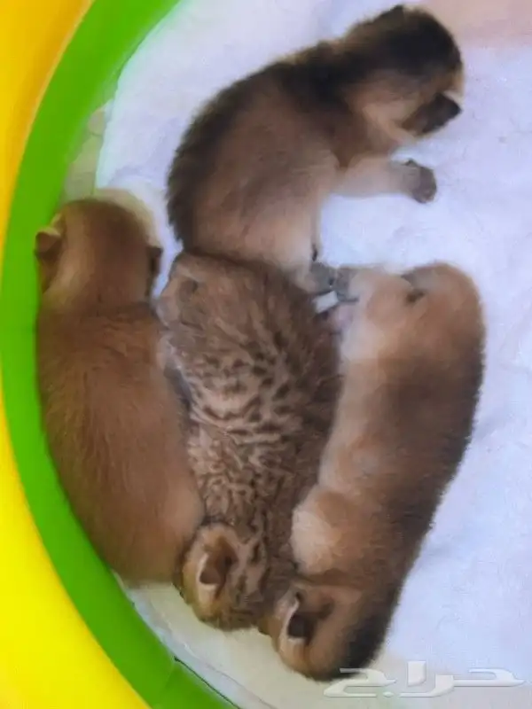 ((( قط سكوتش فولد قولد للتزاوج ) 6