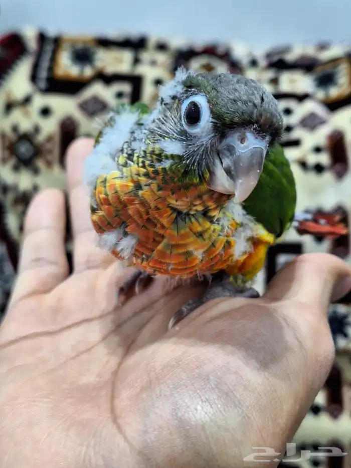 فرخ كنيور يلو سايد 1