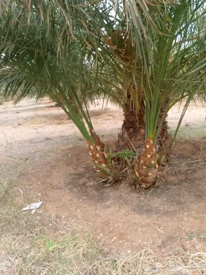 يوجد لدينا فروخ صقعي وخلاص لتواصل على الرقم 4