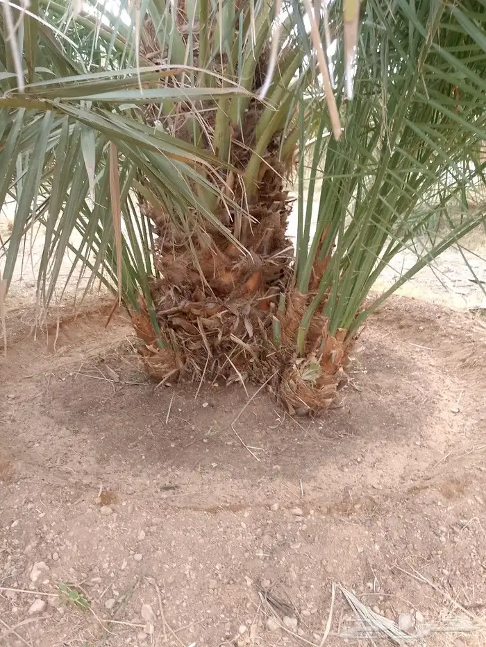 يوجد لدينا فروخ صقعي وخلاص لتواصل على الرقم 5