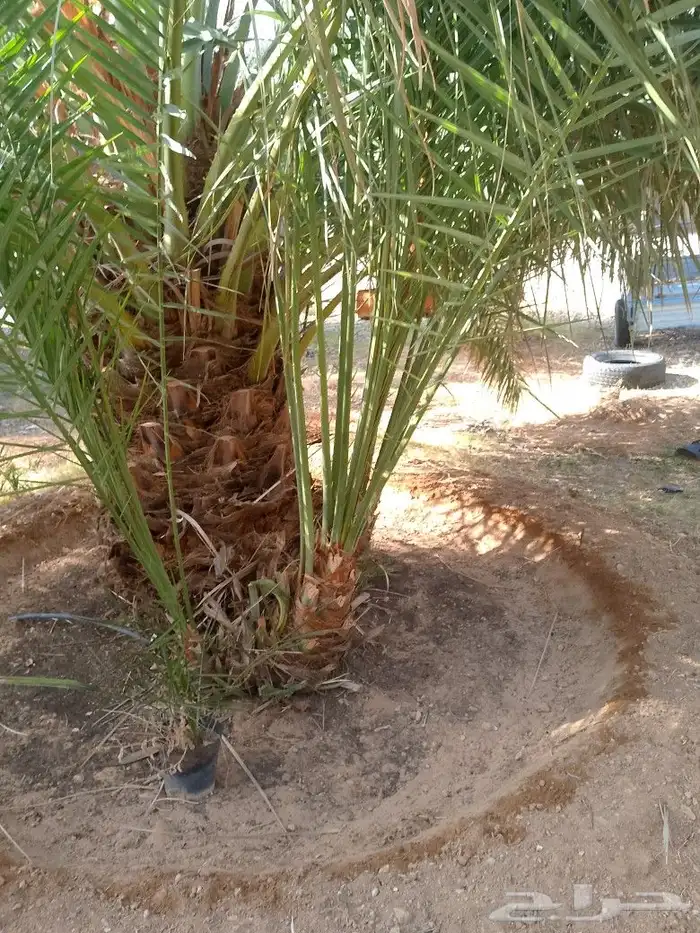يوجد لدينا فروخ صقعي وخلاص لتواصل على الرقم 0