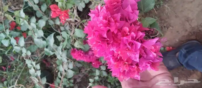 مشتل وتنسيق حدائق 1
