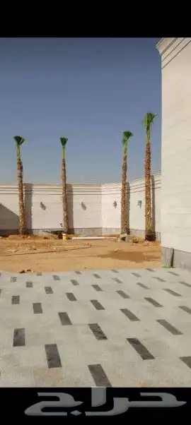 يوجد لدينا نخل ملوكي زينه واشنطني بجميع المقسات 5