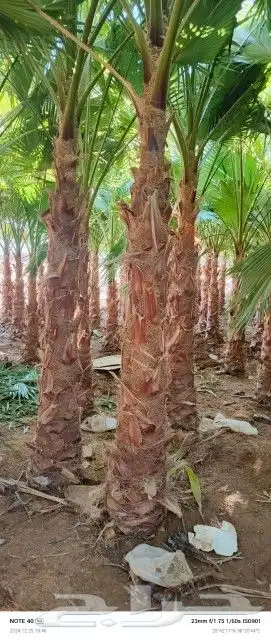 أشجار زيتون ونخيل 9