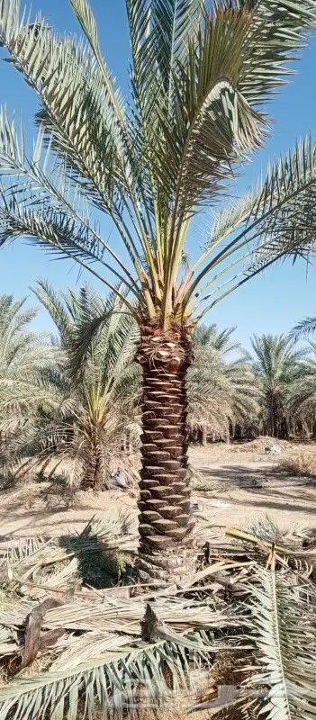 توريد وتركيب النخيل وتركيب الشبوك للمزارع 7
