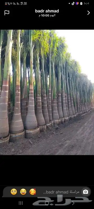 يوجد لدينا نخل ملوكي زينه واشنطني بجميع المقسات 1