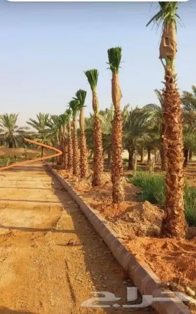 يوجد لدينا نخل ملوكي زينه واشنطني بجميع المقسات 2